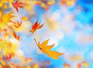 Guelph Ontario autumn leaves