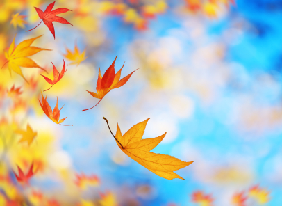 Guelph Ontario autumn leaves