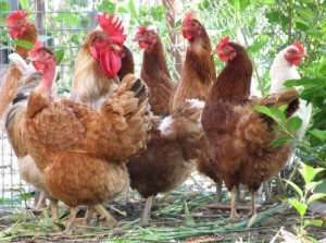Blog Post on Raising Chickens in Guelph - Realtor Kelly Caldwell