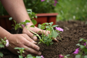 Tend to Your Garden to Boost Curb Appeal