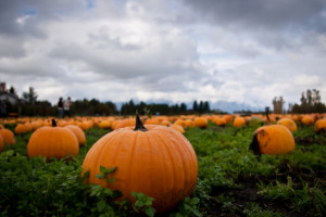 How to Go Green for Halloween